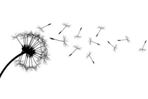 Dandelion silhouette